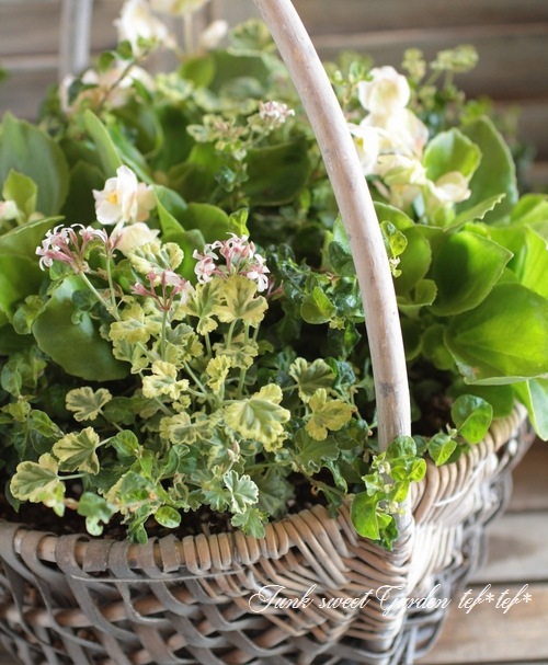 親株 フローレンシアエ 親株現物販売 親株 フローレンシアエ 親株現物販売 商品 – 植物家族