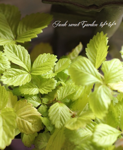 <i>Fragaria vesca</i><BR><BR>�磻��ɥ��ȥ��٥꡼<BR>�ؤ椦�ӥ�����ɡ�