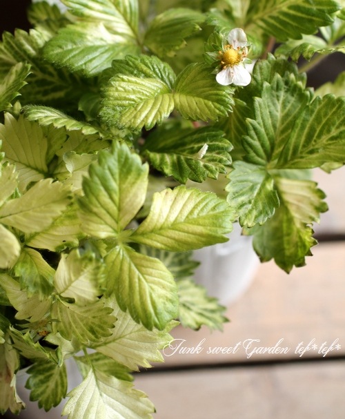 <i>Fragaria vesca</i><BR><BR>�磻��ɥ��ȥ��٥꡼<BR>�ؤ椦�ӥ��奨���
