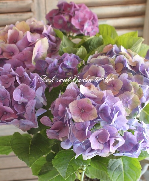 ☆紫陽花☆ 紫陽花 『ネイビーブルー』 スズキ農園オリジナル品種 | すべての商品