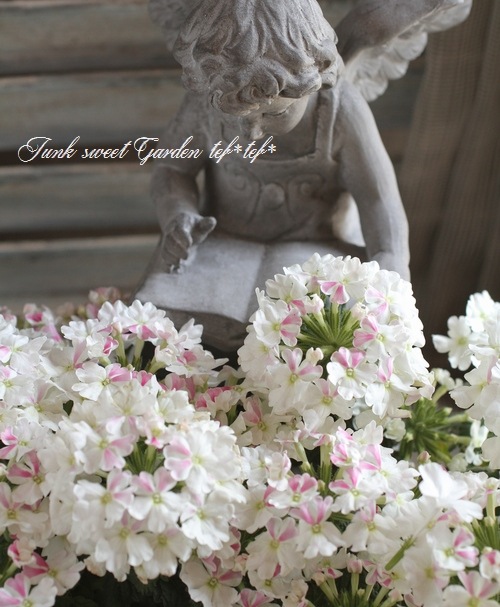 <i>Verbena spp.</i><BR><BR>���ܷϽɺ��С��٥�<BR>�إۥ磻�ȥѥե���