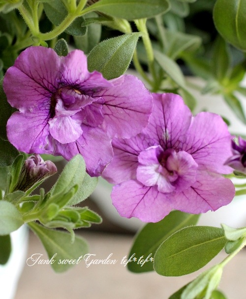 <i>Calibrachoa sp</i><BR><BR>Ȭ�ź餭������֥饳��<BR>����ӥ�����<BR>�إ��֥��٥������