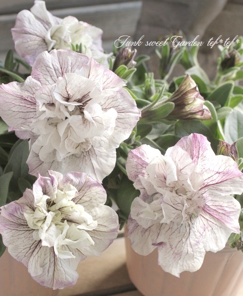 Heini Riitahuhta ヘイニリータフフタ　ヘキサゴン★SALE★ タキイ種苗ブランド 八重ペチュニア ドレスアップ「ラベンダー」(9cm