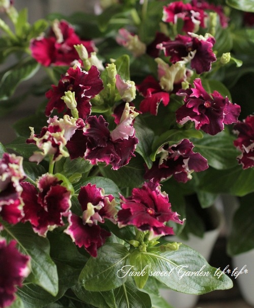 <i>Catharanthus roseus</i><BR><BR>�˥��˥�����<BR>�ե�󥸥ӥ�<BR>�إ磻��ե�󥸡�