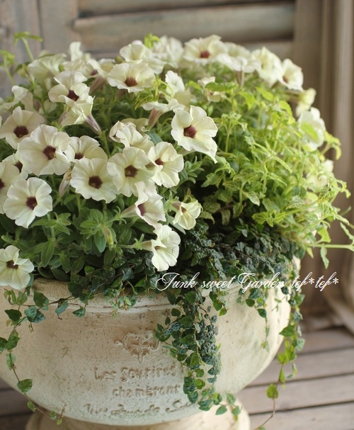 花 北島園芸さんのビンカ(日々草)「ブラックスワン」(3.5号ポット)