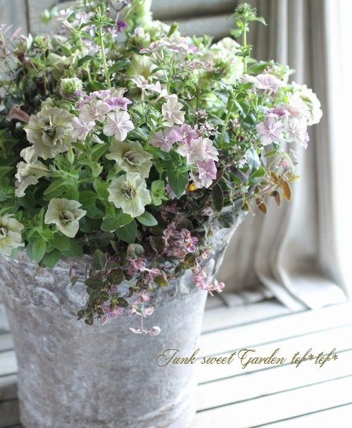 tef*tef*󤻿<BR>2015 * no67 *<BR><BR>꡼֥