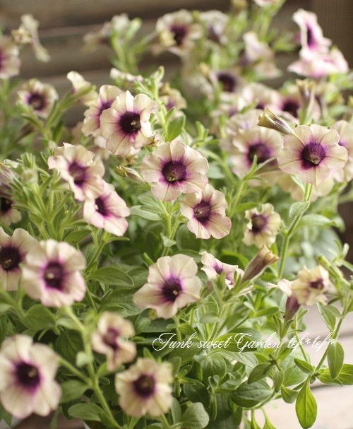 <i>Petunia x hybrida</i><BR><BR>�ڥ���˥����襳�ϥ�<BR>�إԡ����ե���ǡ�������