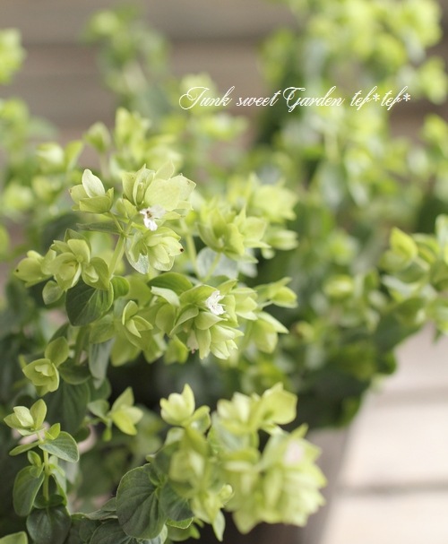 �֥��쥬�Ρ��إǥ��󥰥�ե����꡼�� ����