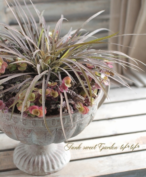 tef*tef*󤻿<BR>2015 * no68 *<BR><BR>ץΡߥ㡼