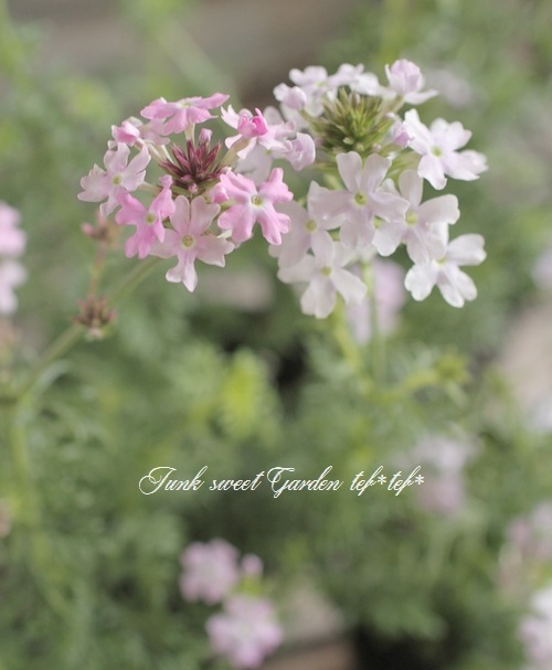 <i>Verbena tenera<i><BR><BR>�ɺ��С��٥�<BR>�С��٥ʥϥ��֥�åɸ���<BR>�إ��󥰥��MIX��