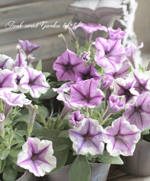 <i>Petunia��hybrida</i><BR><BR>�ڥ���˥����ץ쥸�㡼<BR>�إۥ磻�ȥ�٥������������