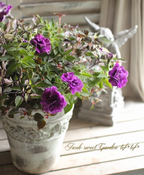 tef*tef*�󤻿���<BR>2015 * no76 *<BR><BR>Ȭ�ťڥ���إѡ��ץ�ե�å����