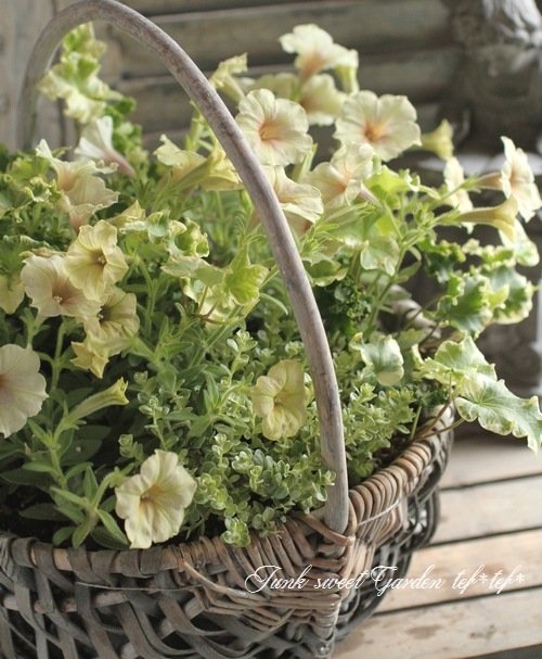 tef*tef*󤻿<BR>2015 * no79 *<BR><BR>ڥ˥إѥ