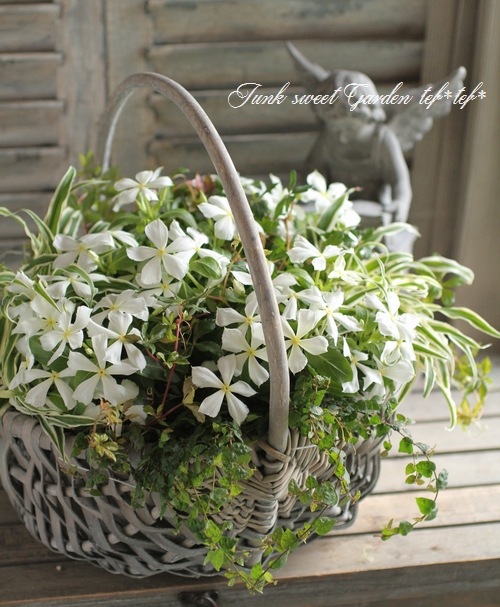 tef*tef*寄せ植え<BR>2015 * no81 *<BR><BR>日々草『しらゆきひめ