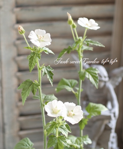 <i>Anoda dilleniana</i><BR><BR>���Υ�<BR>�إ���С����åס�