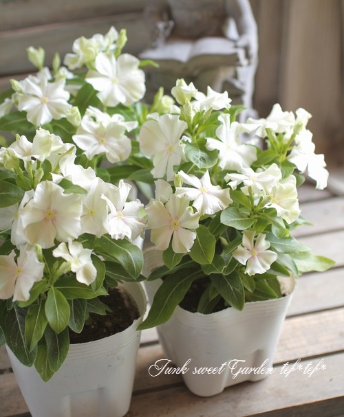 �������ݥ��ꥸ�ʥ�� �˥��˥��������إ��ޡ��ߥ�ȡ�