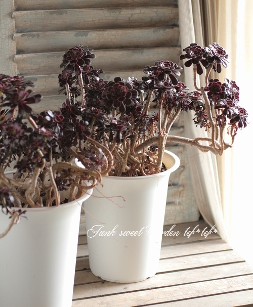 <i>Aeonium arboreum</i><BR><BR>���󥷥�󡦥������˥���<BR>�ع�ˡ�ա�