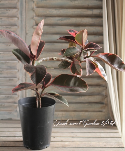 I Ficus Altissima I Br Br 観葉植物 Br 斑入り種ゴムの木 Br フィカス ルビー すべての商品 Junk Sweet Garden Tef Tef