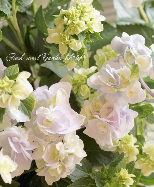 i>Hydrangea</i><BR><BR>山紫陽花<BR>『十二単-じゅうにひとえ