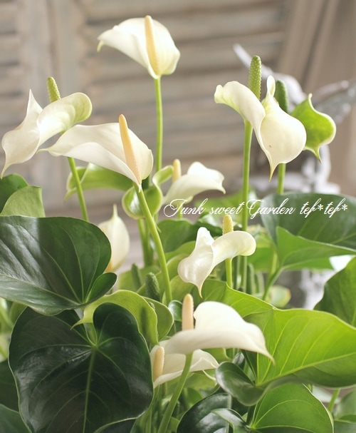 <i>Anthurium</i><BR><BR>* տʪ *󥹥ꥦ<BR>إۥ磻ȥԥ