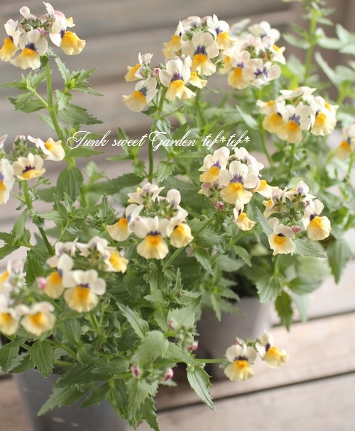 ˧ɺͥ᥷ͥإ󥷥㥤