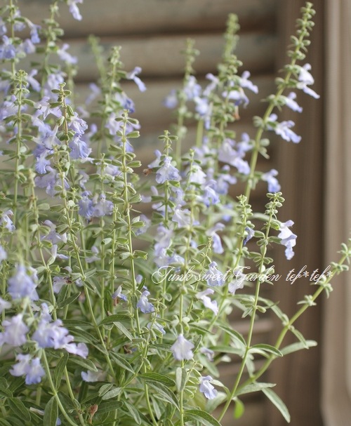 <i>Salvia azurea</i><BR><BR>����ӥ�<BR>�إ����쥢��