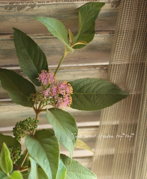 <i>Callicarpa japonica.</i><BR><BR>�ǿ��ʼ��饵�������֡���Ⱦ���-�ʥ��襷���襷-��