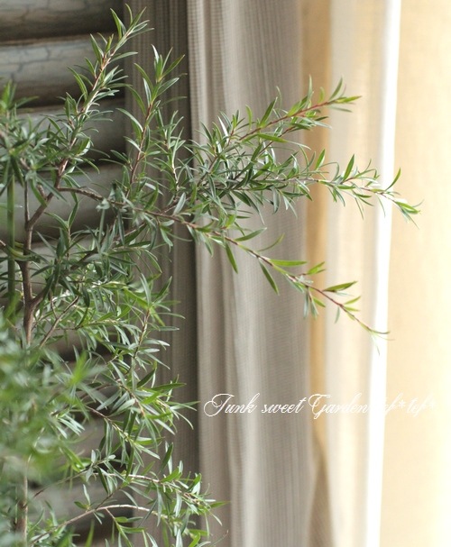 <i>Leptospermum scoparium</i><BR><BR>奦Х<BR>ץȥڥޥ<BR>إԥ󥭡