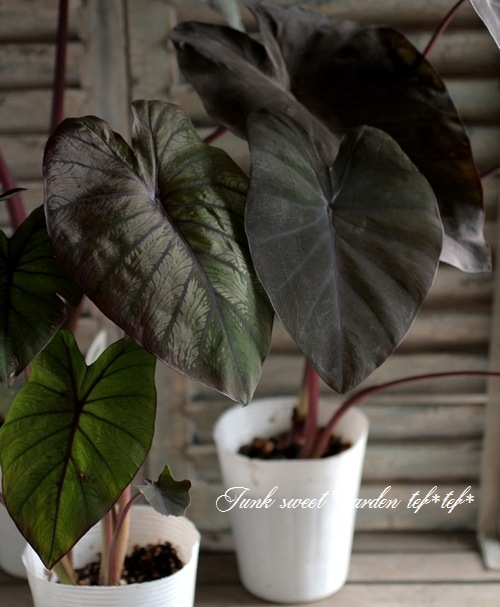 i>Colocasia esculenta</i><BR><BR>耐寒性タロイモ<BR>コロカシア