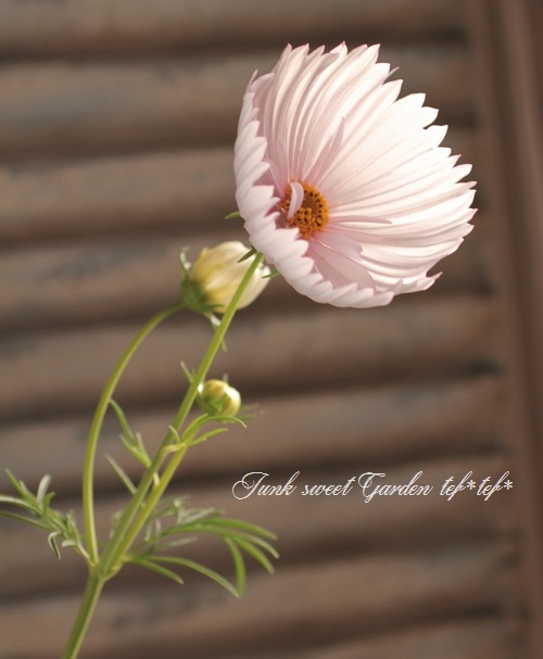 コスモス コスモス キャンディーストライプの種 - 植物愛好家のための鮮やかな花