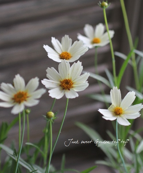 <i>Coreopsis</i><BR><BR>���إ��쥪�ץ���<BR>�إ��������饹������
