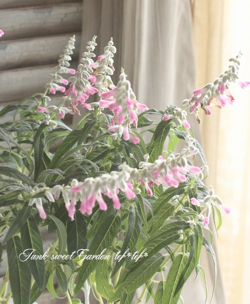 サルビア・レウカンサ 『ピンクアメジスト』 『フェアリーピンク