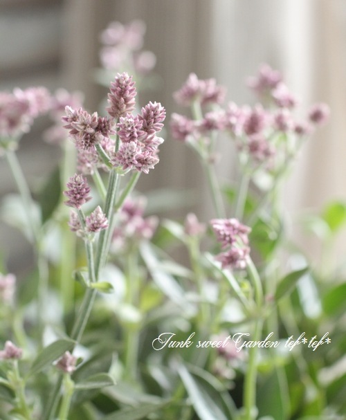 みなもさん専用 スタンダード ミニアトゥーラ/パウダリーピンクシルバー みなもさん専用 スタンダード ミニアトゥーラ/パウダリーピンク