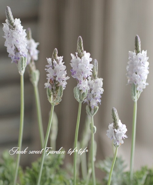 レースラベンダー 『エンジェルホワイト』 | すべての商品 | | Junk