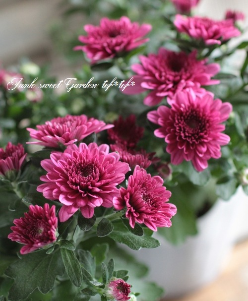 <i>Chrysanthemum </i><BR><BR>ݥåȥޥ<BR>إ꡼ԥ󥯡