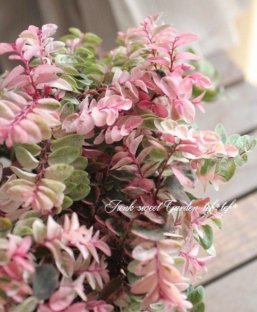 <i>Breynia disticha</i><BR><BR>տʡإ֥쥤˥<BR>̾襦女ХΥ<BR>ͼƤ