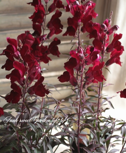 Ƽ�ե��󥮥祽�����إ֥�å��ץ�󥹡� �إ֥��󥺥�åɡ�