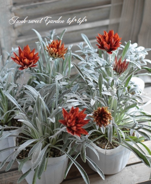 ɺȬź餭˥إ󥸥󥹥ѡ