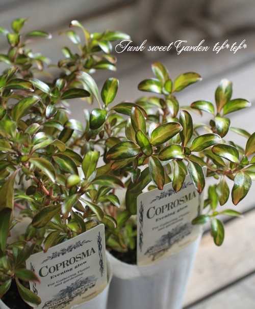 ץޡإ֥˥󥰥١ͼƤƤ