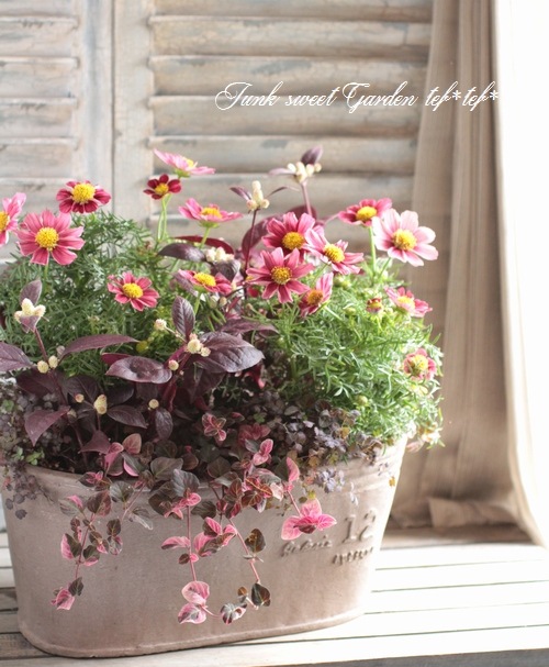 tef*tef*󤻿<BR>2015 * no99 *<BR><BR>⥹ƥ