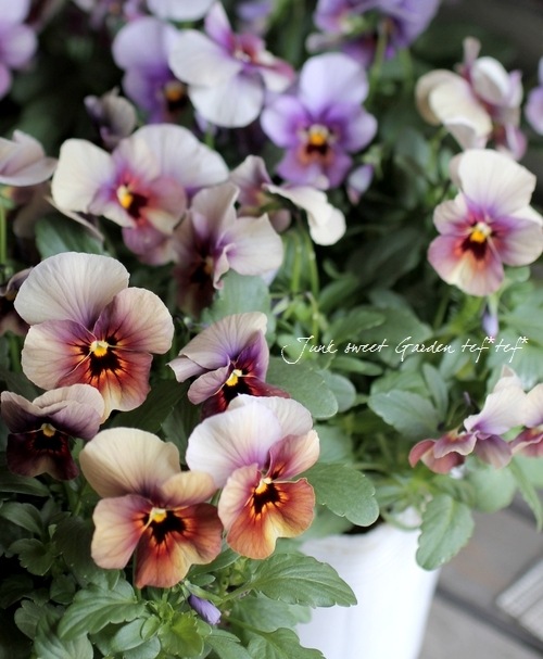 i>Viola×wittrockiana </i><BR><BR>ももかビオラ<BR>『ぶどう