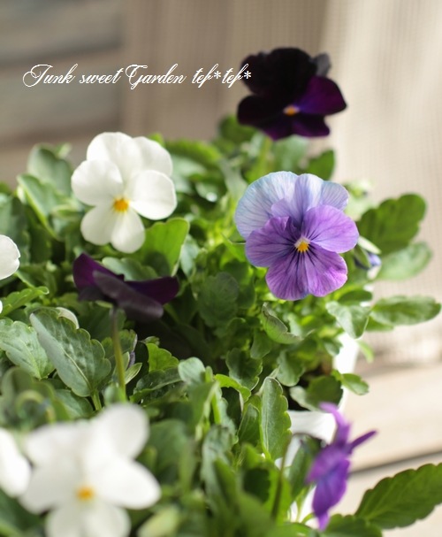 Ȭ���٥ӥ��顡�������ĥߥå������إ٥꡼�Υ�������������