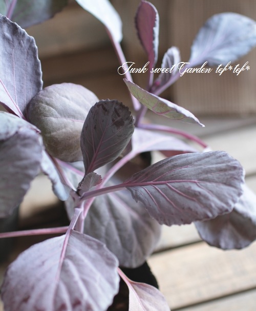 <i>Brassica oleracea var. capitata</i><BR><BR>֥٥</i><BR>إѥӡ