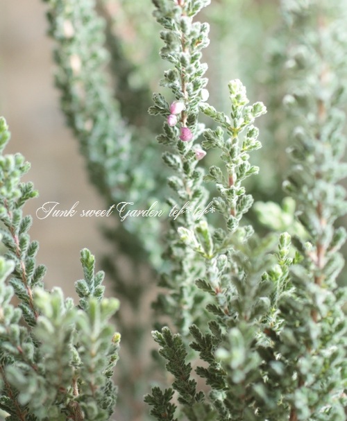 ���롼�ʡ��֥륬�ꥹ���إ���С��ʡ١�No.J��