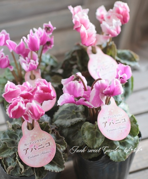 i>Cyclamen Peesicum</i><BR><BR>フランス生まれの最新品種！<BR