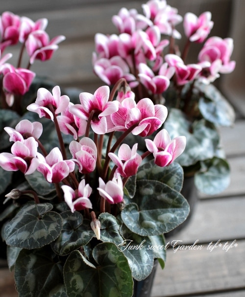 i>Cyclamen Peesicum</i><BR><BR>オダンラ生まれの最新品種！<BR