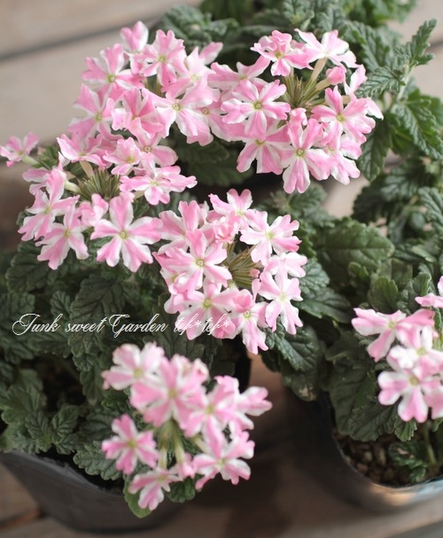 I Verbena Spp I Br Br 宿根バーベナ Br ピンクストライプ すべての商品 Junk Sweet Garden Tef Tef