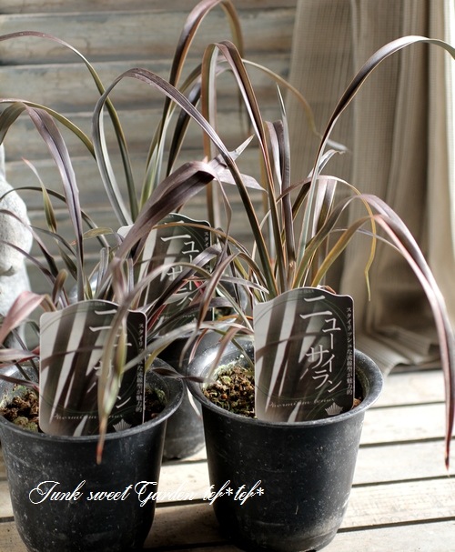 <i>Phormium tenax</i><BR><BR>���㡼�פʥ饤��<BR>�˥塼�������<BR>�إѥåɥ֥�å���