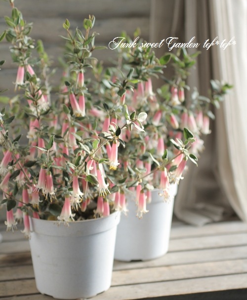 <i>Correa decumbens</i><BR><BR>�������Υ٥뷿�֡�<BR>�����쥢�����ꥹ�ޥ��٥�<BR>�إߥ������٥�ۥ磻�ȡ�