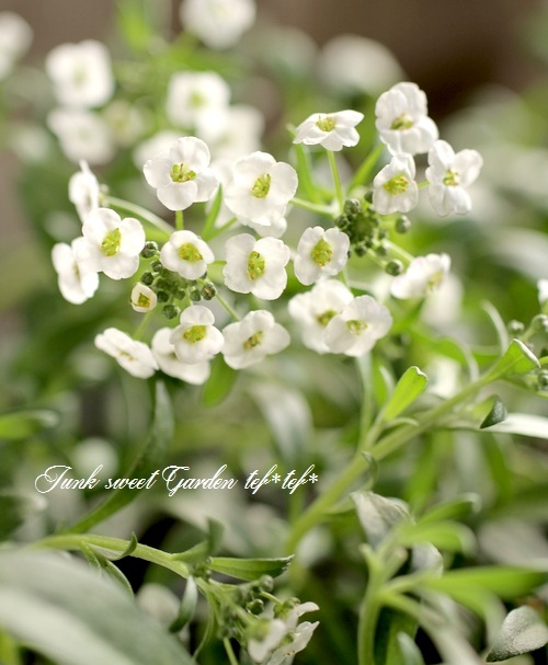 <i>Lobularia hybrid</i><BR><BR>���٥����ѡ�����å���<BR>�إ���С����ȥ꡼���